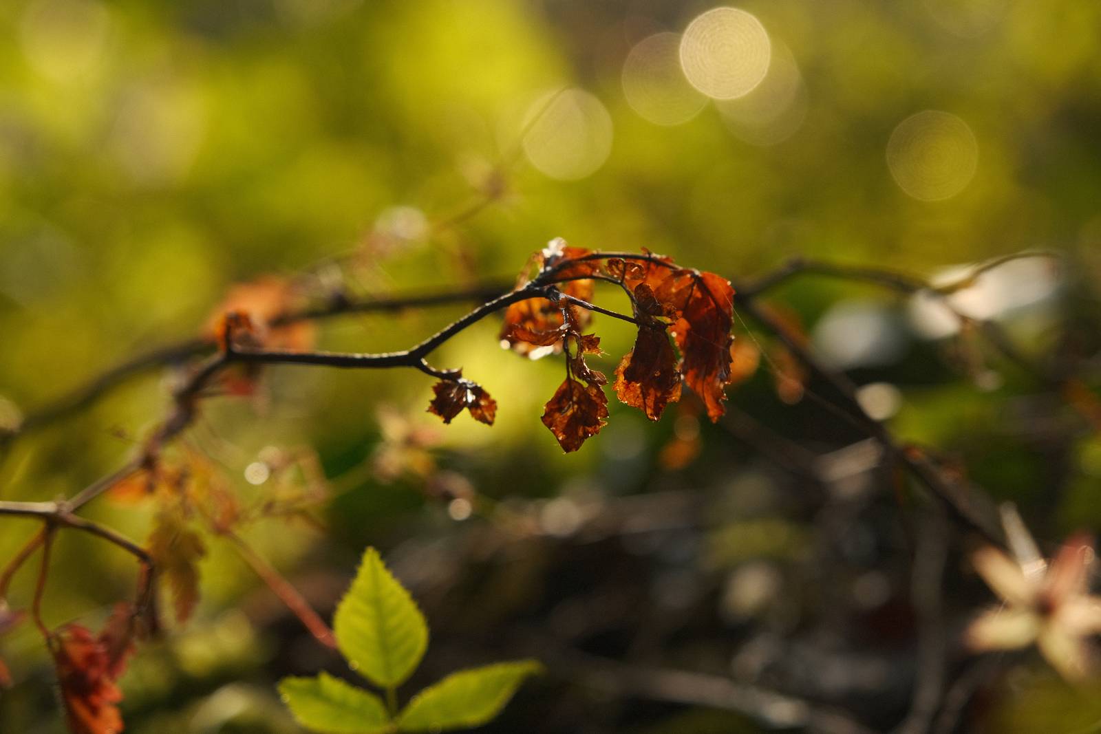 Autumn Eterna film recipe sample photo