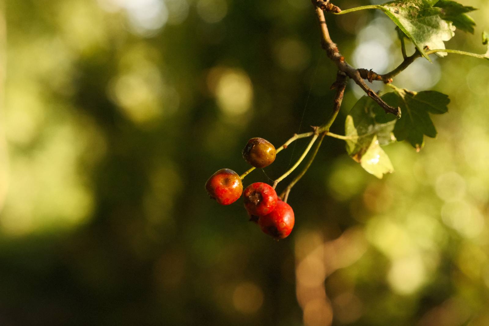 Autumn Eterna film recipe sample photo
