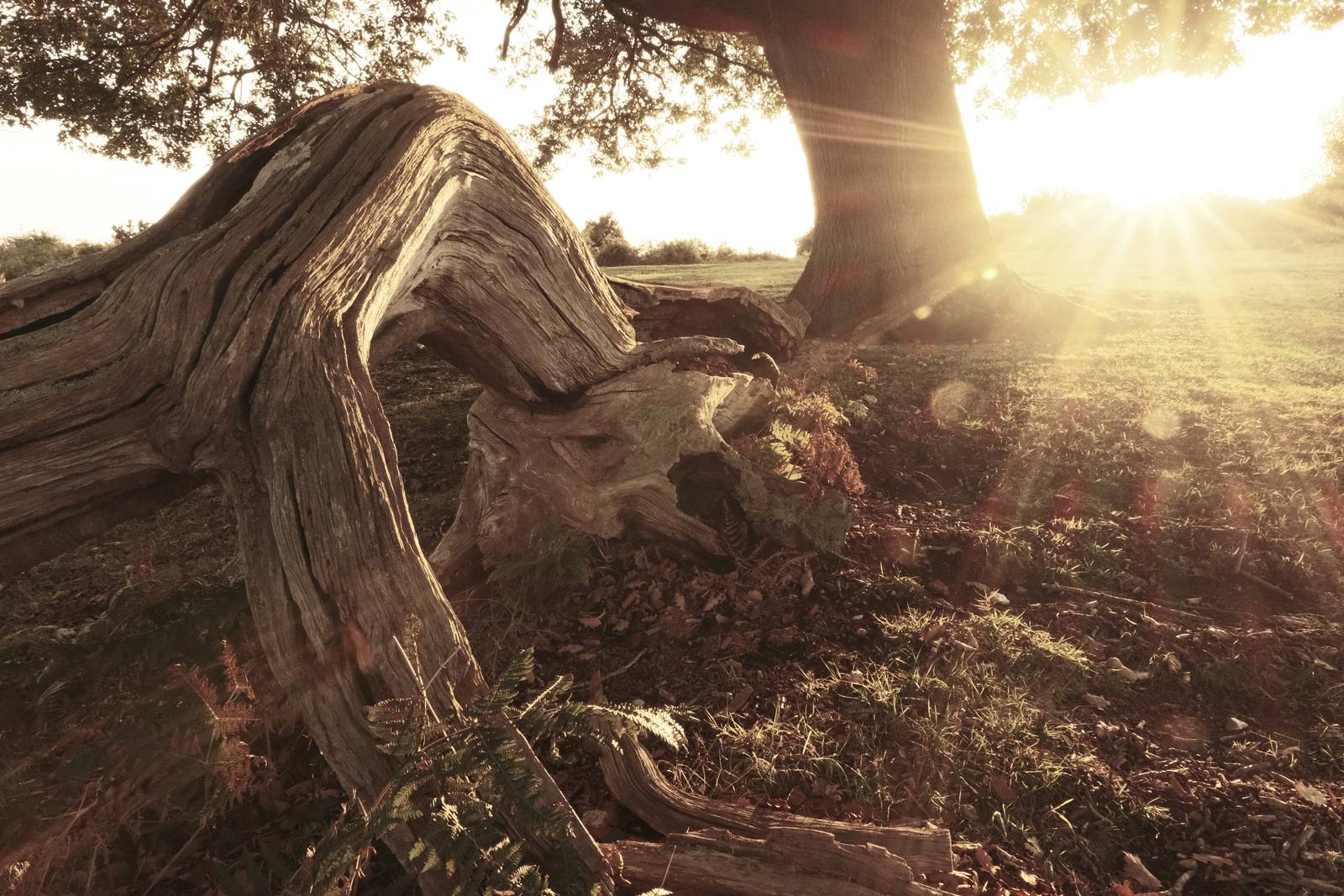 Brontosaurus film recipe sample photo