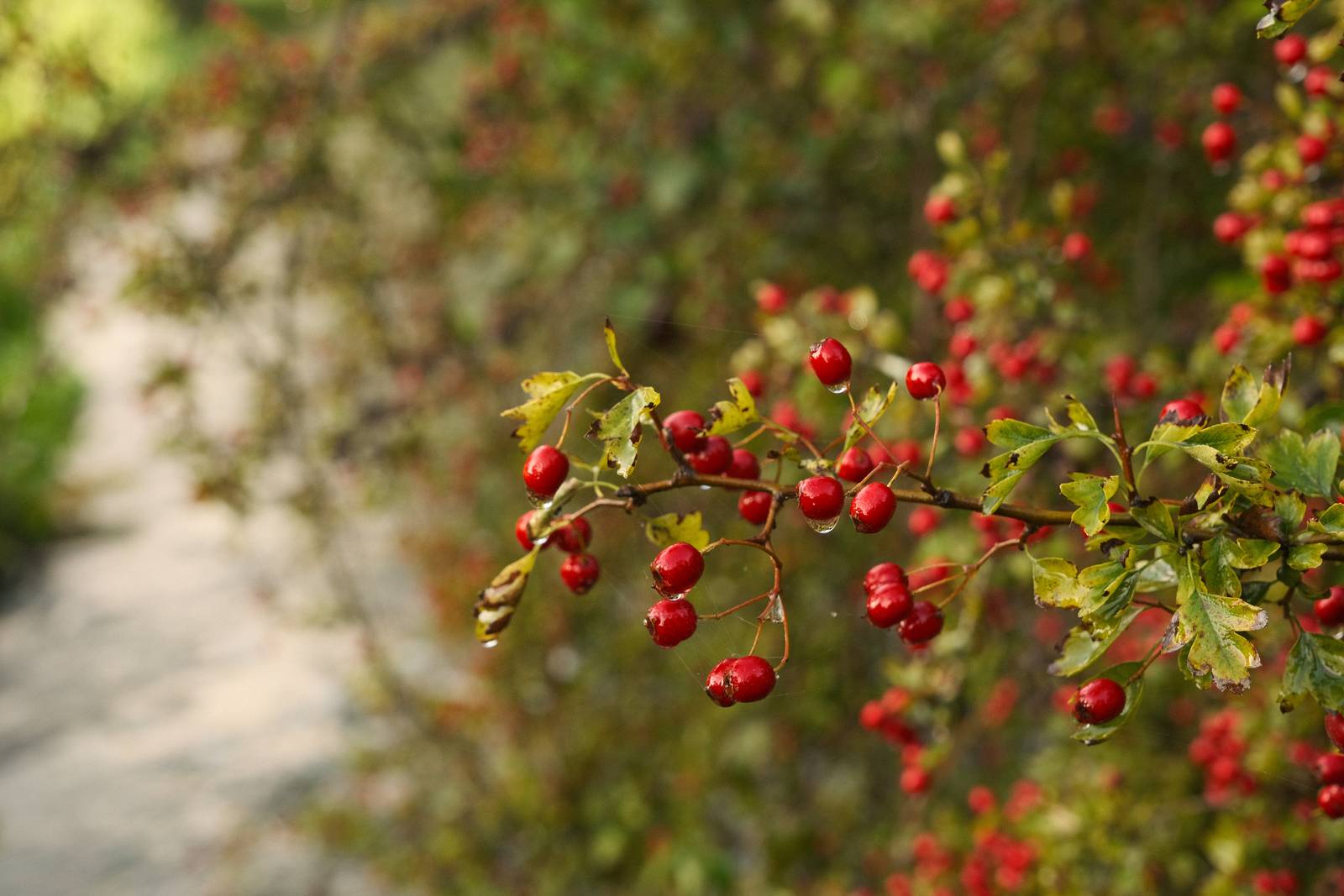 Autumn Eterna film recipe sample photo