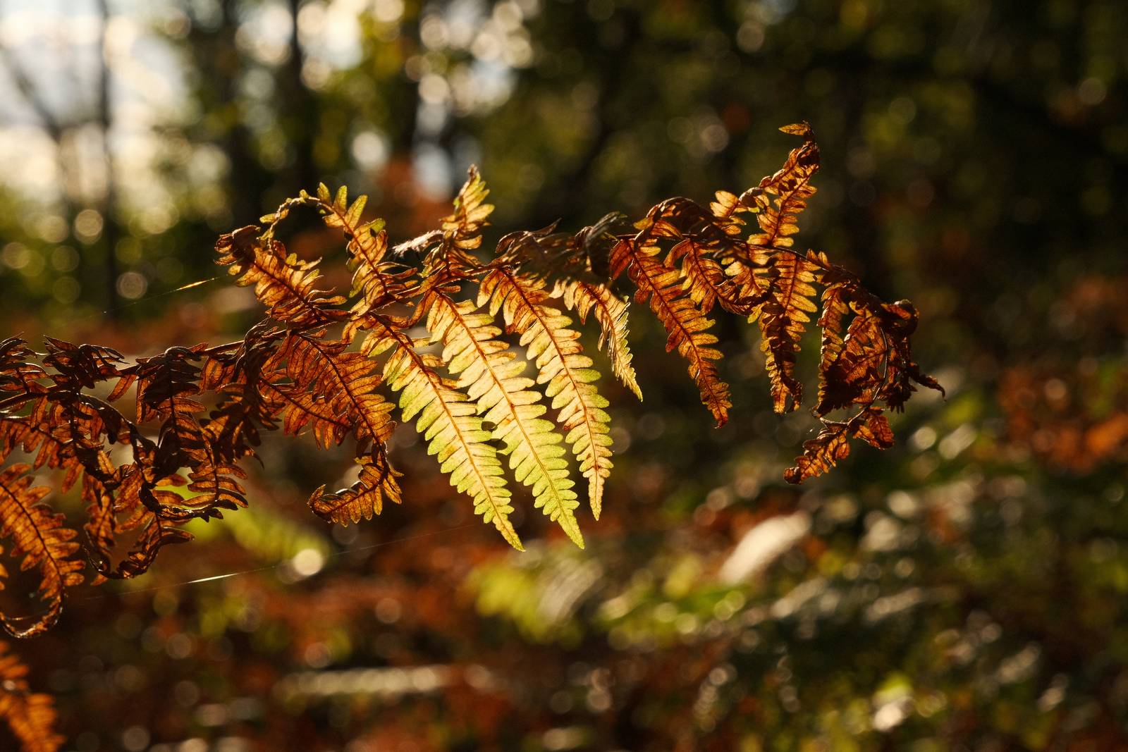 Autumn Eterna film recipe sample photo
