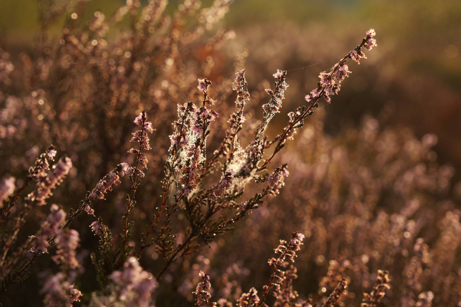 Autumn Eterna film recipe sample photo