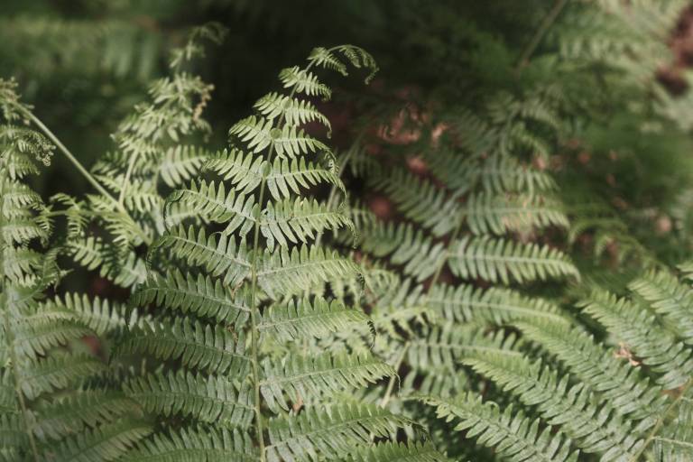 Retroscope, Film Recipe Time Machine – Film Recipes for Fujifilm Cameras