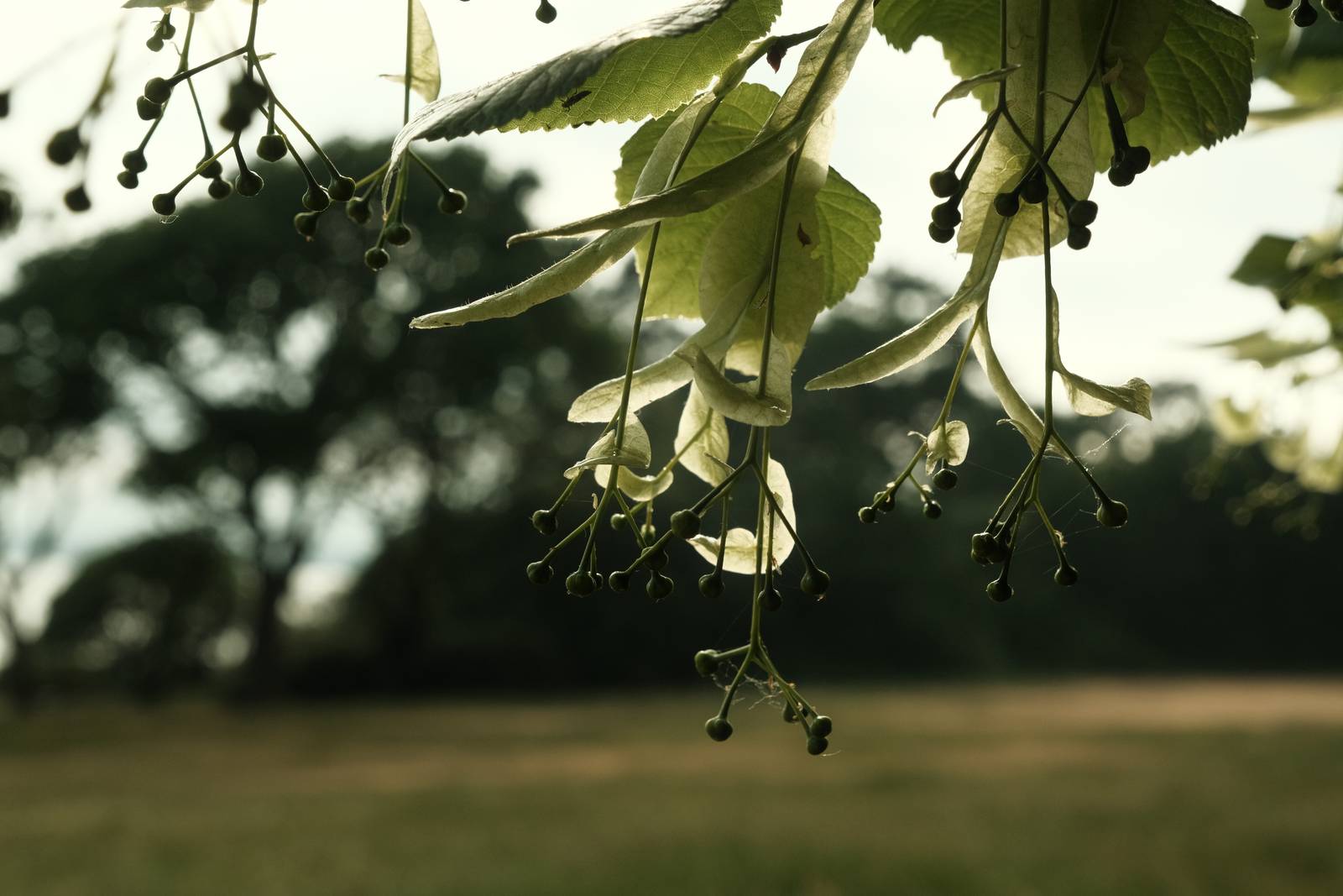 Quicklime film recipe sample photo
