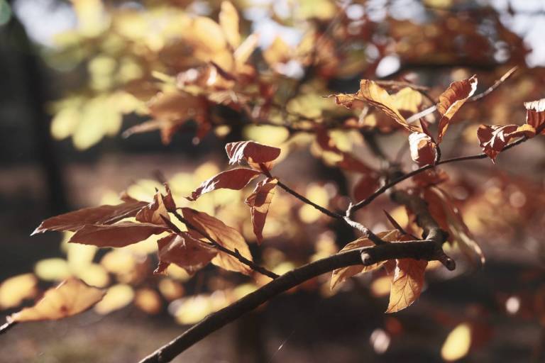 Retroscope, Film Recipe Time Machine – Film Recipes for Fujifilm Cameras