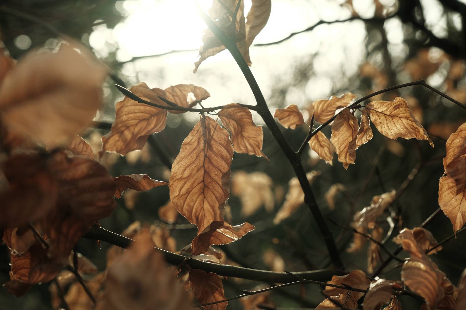Quicklime film recipe sample photo