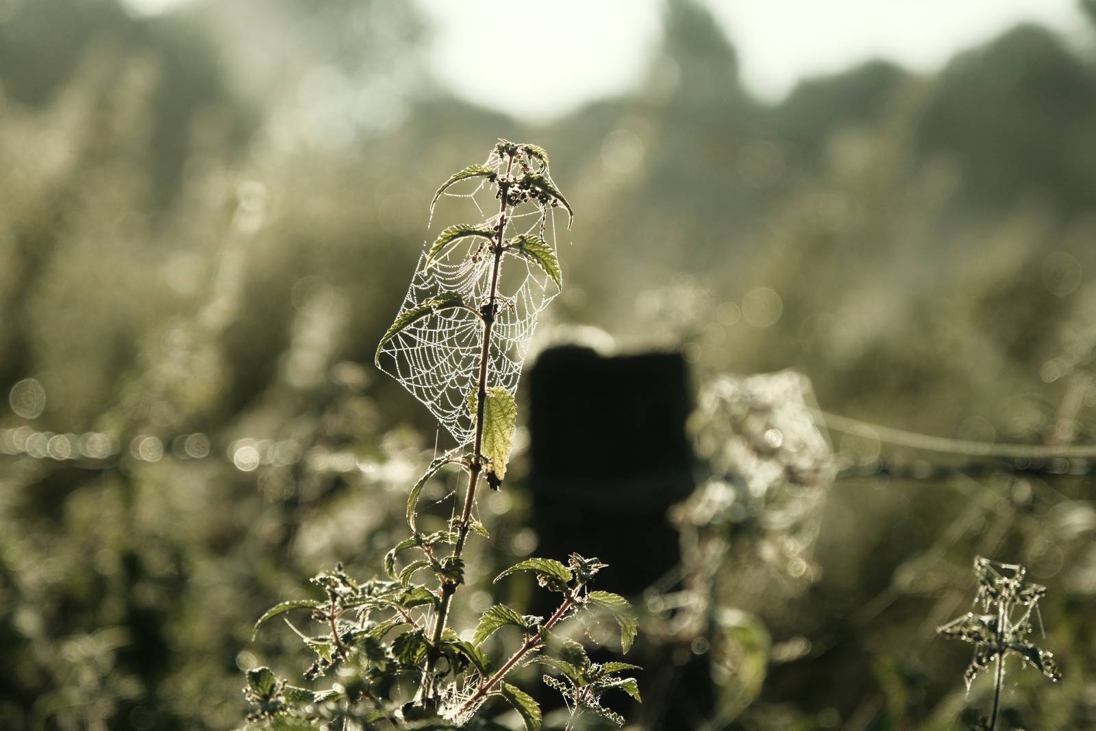 Quicklime film recipe sample photo