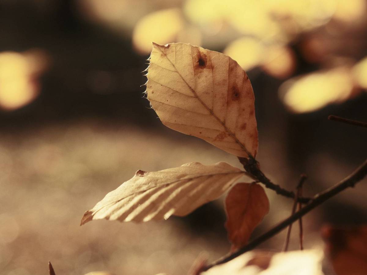 Gold Leaf, Extra Golden Golden&nbsp;Hour