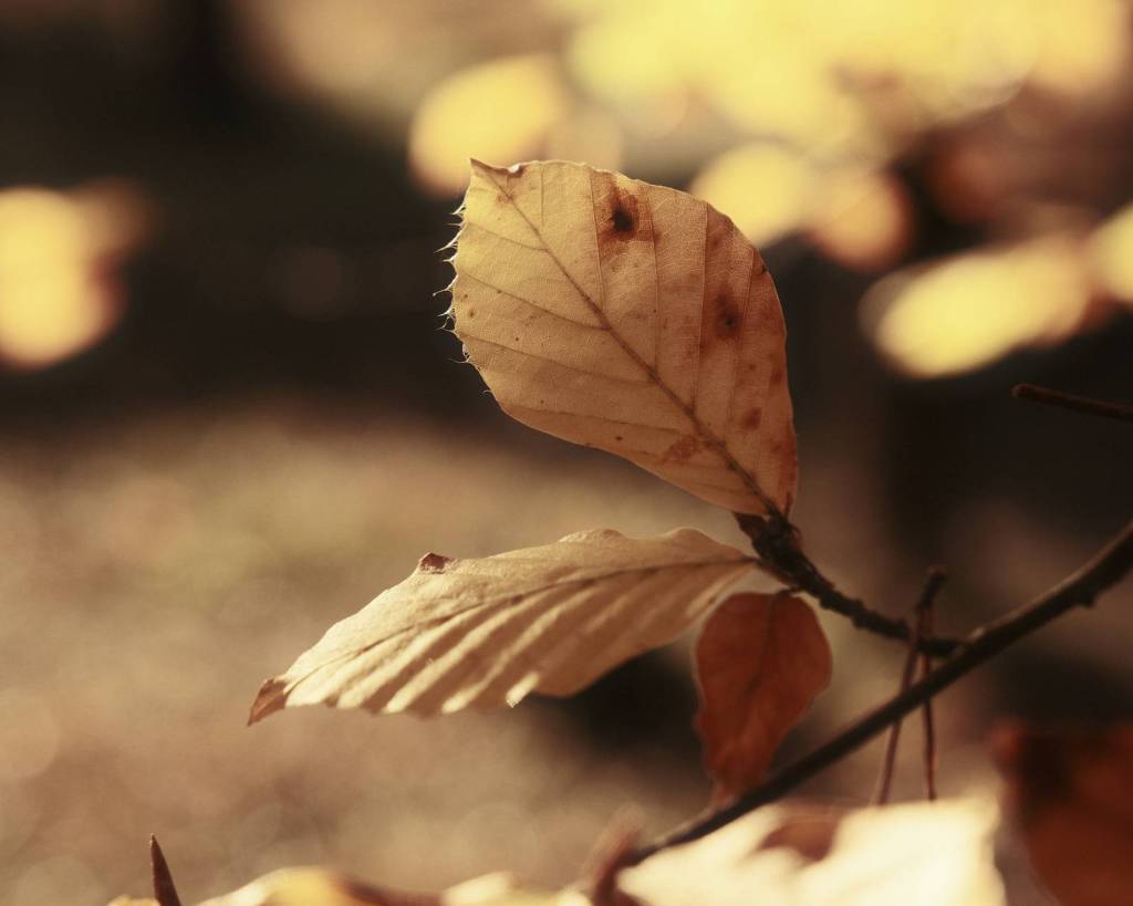 Gold Leaf, Extra Golden Golden&nbsp;Hour