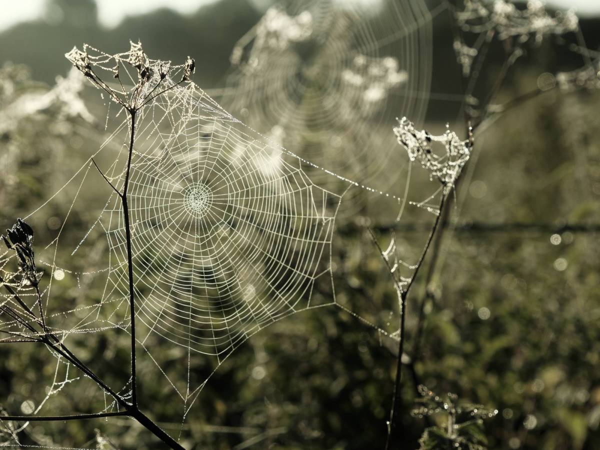 Quicklime, Limestone Classic&nbsp;Chrome