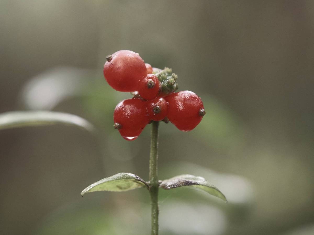 Retroscope, Film Recipe Time&nbsp;Machine