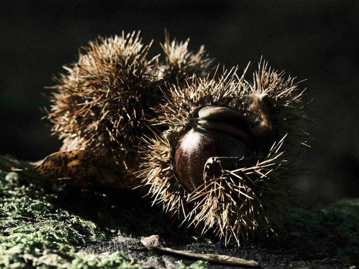 All Fours, Deep Tones for All&nbsp;Weathers