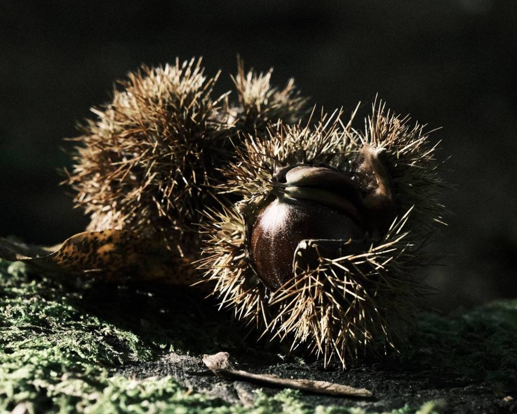 All Fours, Deep Tones for All&nbsp;Weathers