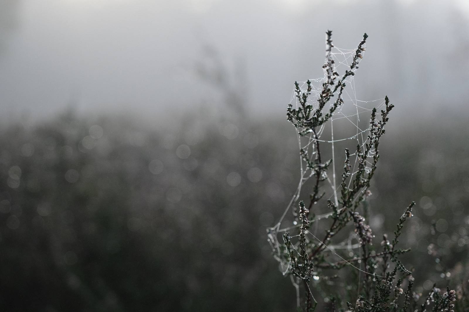 Winter Standard film recipe sample photo