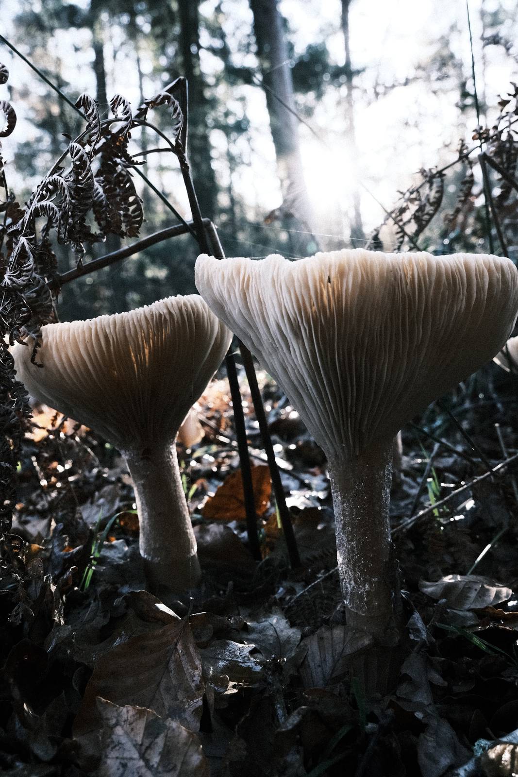 All Fours film recipe sample photo