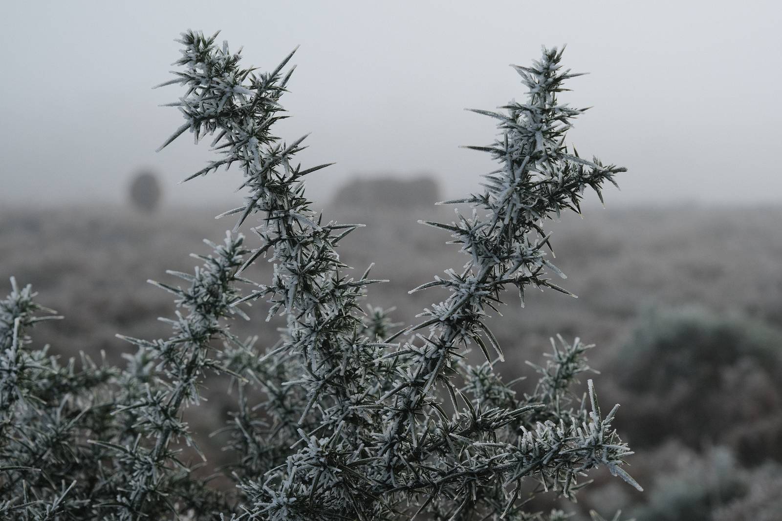 Winter Standard film recipe sample photo