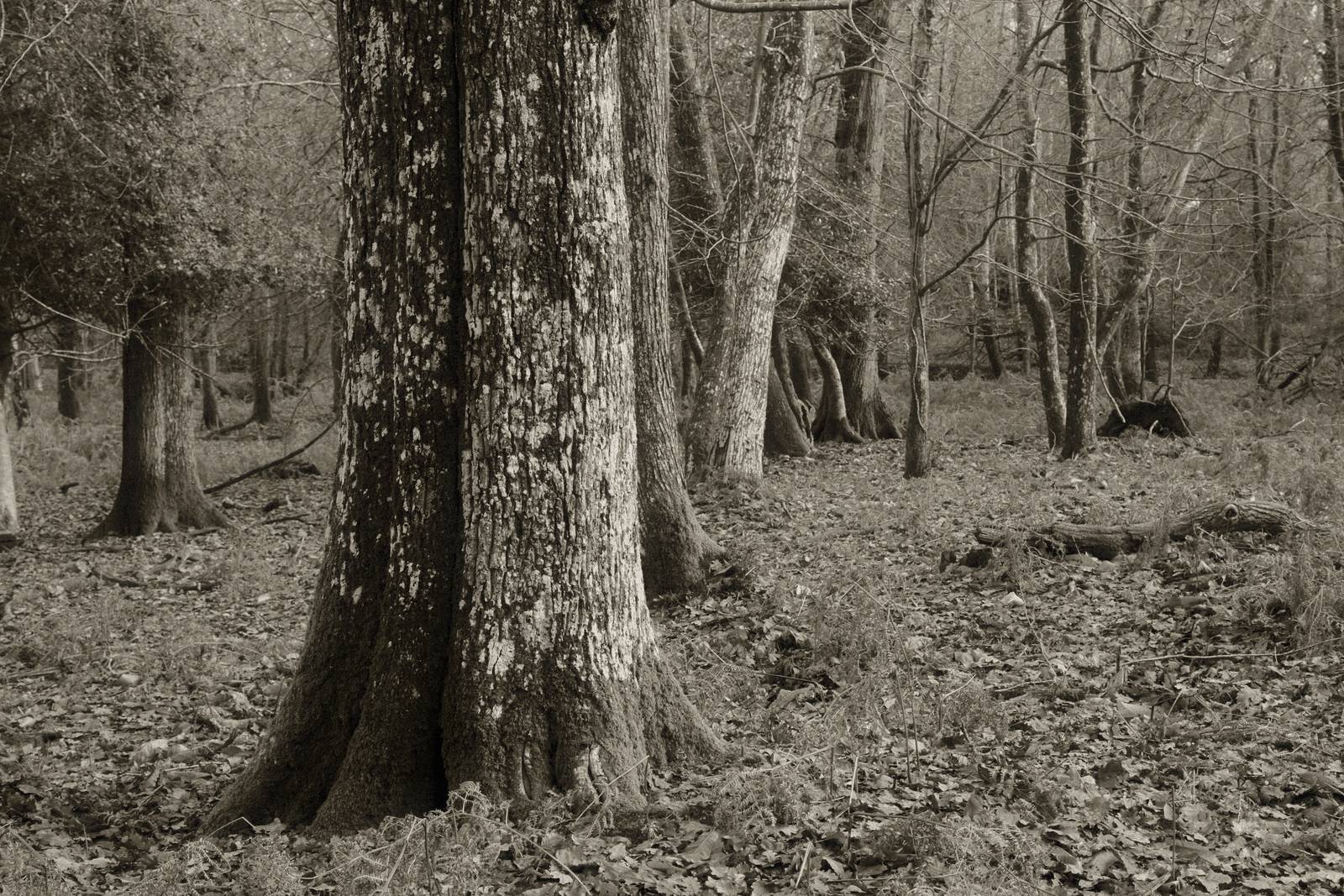 Silent Era film recipe sample photo