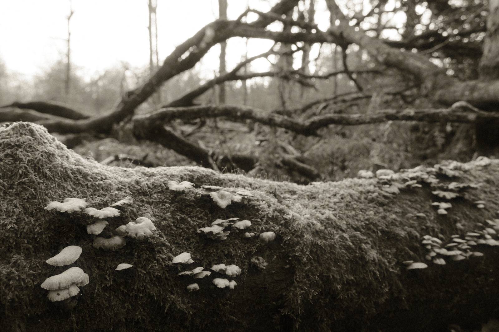 Silent Era film recipe sample photo