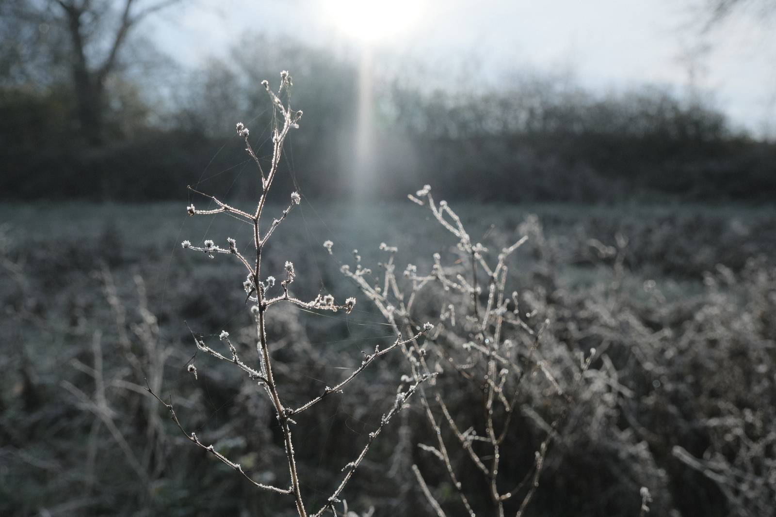 Winter Standard film recipe sample photo