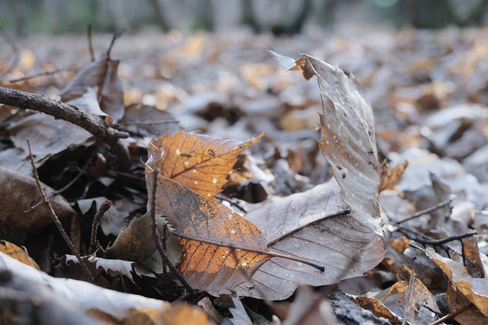 Winter Standard film recipe sample photo