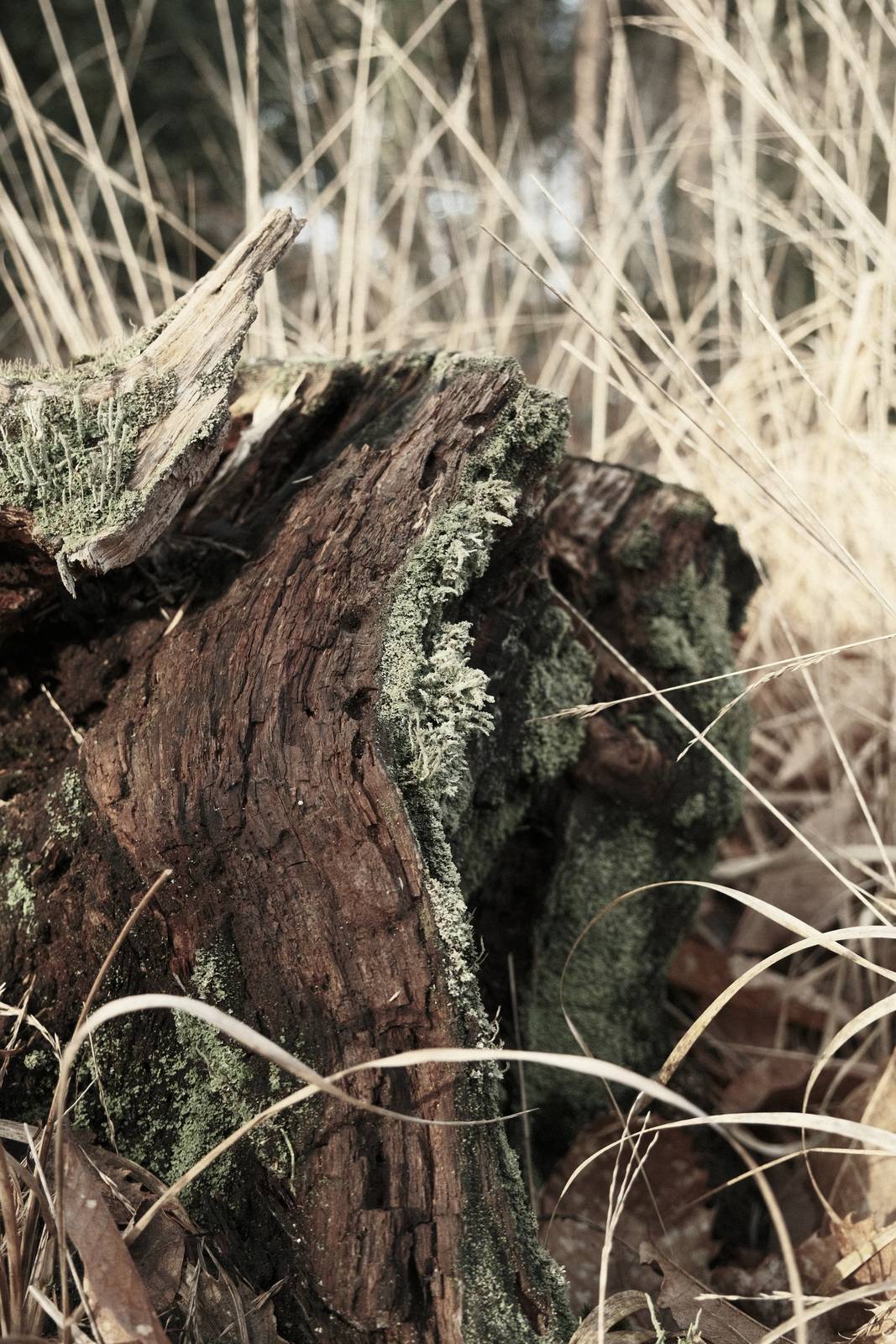 Gneiss Shot film recipe sample photo