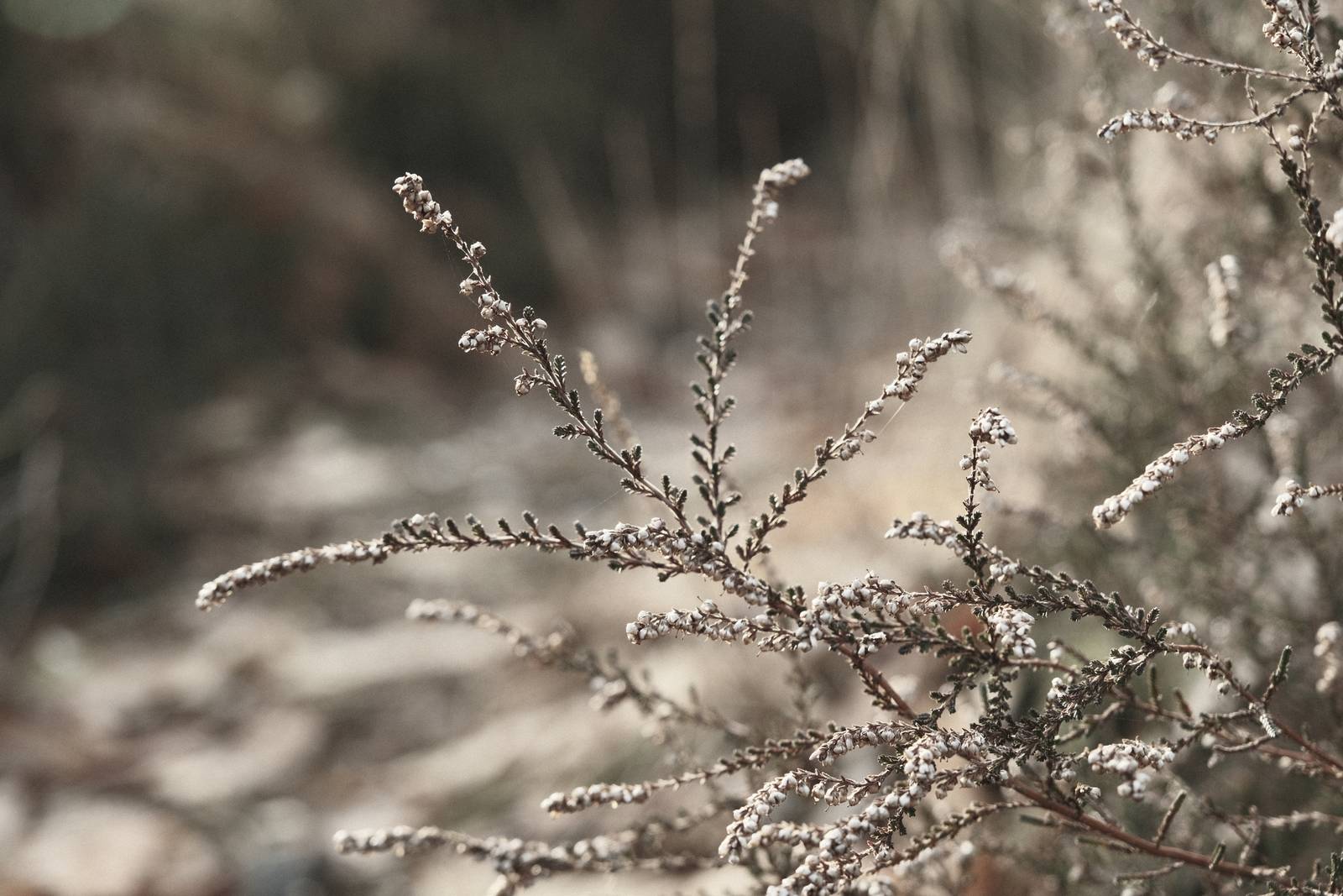 Gneiss Shot film recipe sample photo