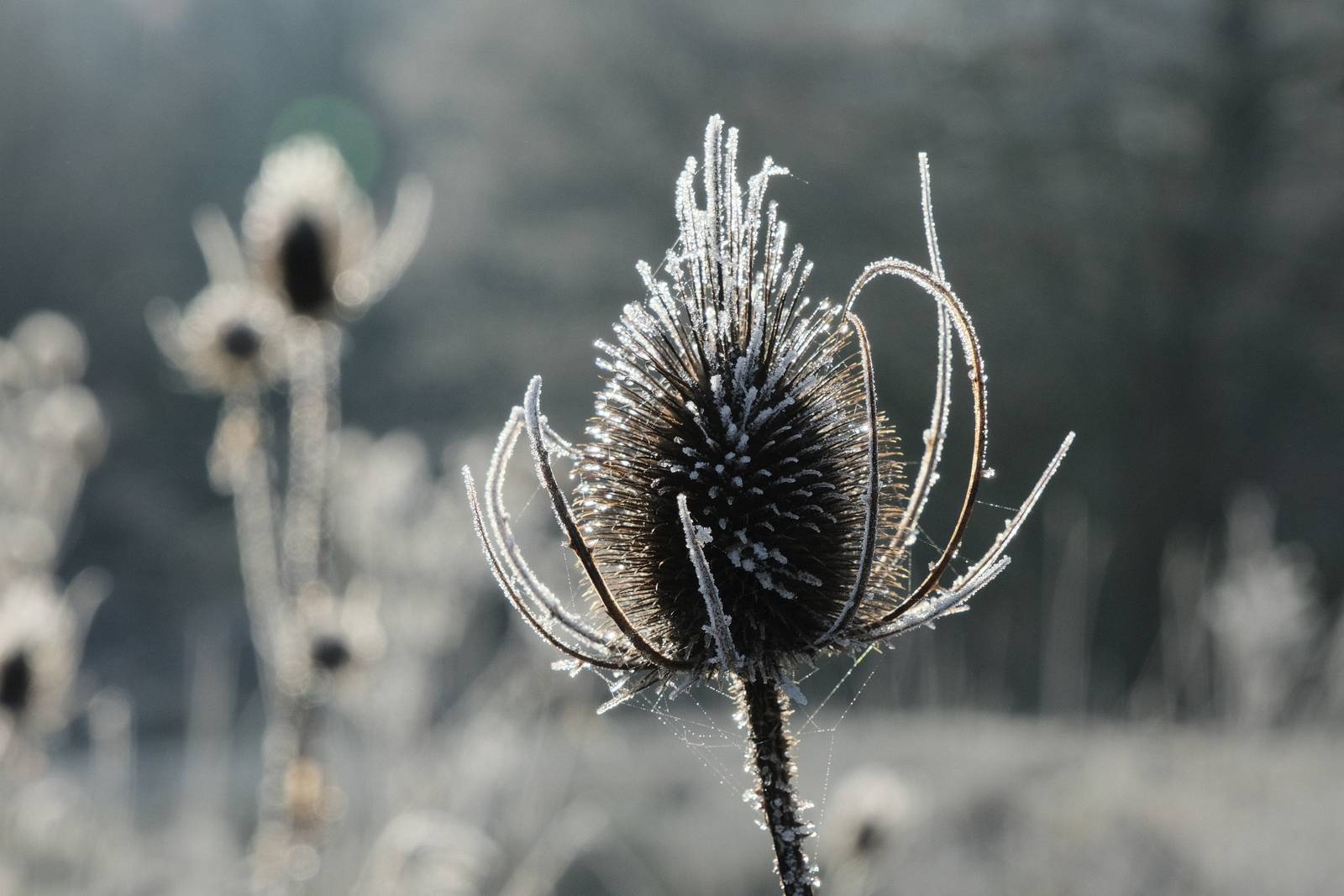 Winter Standard film recipe sample photo