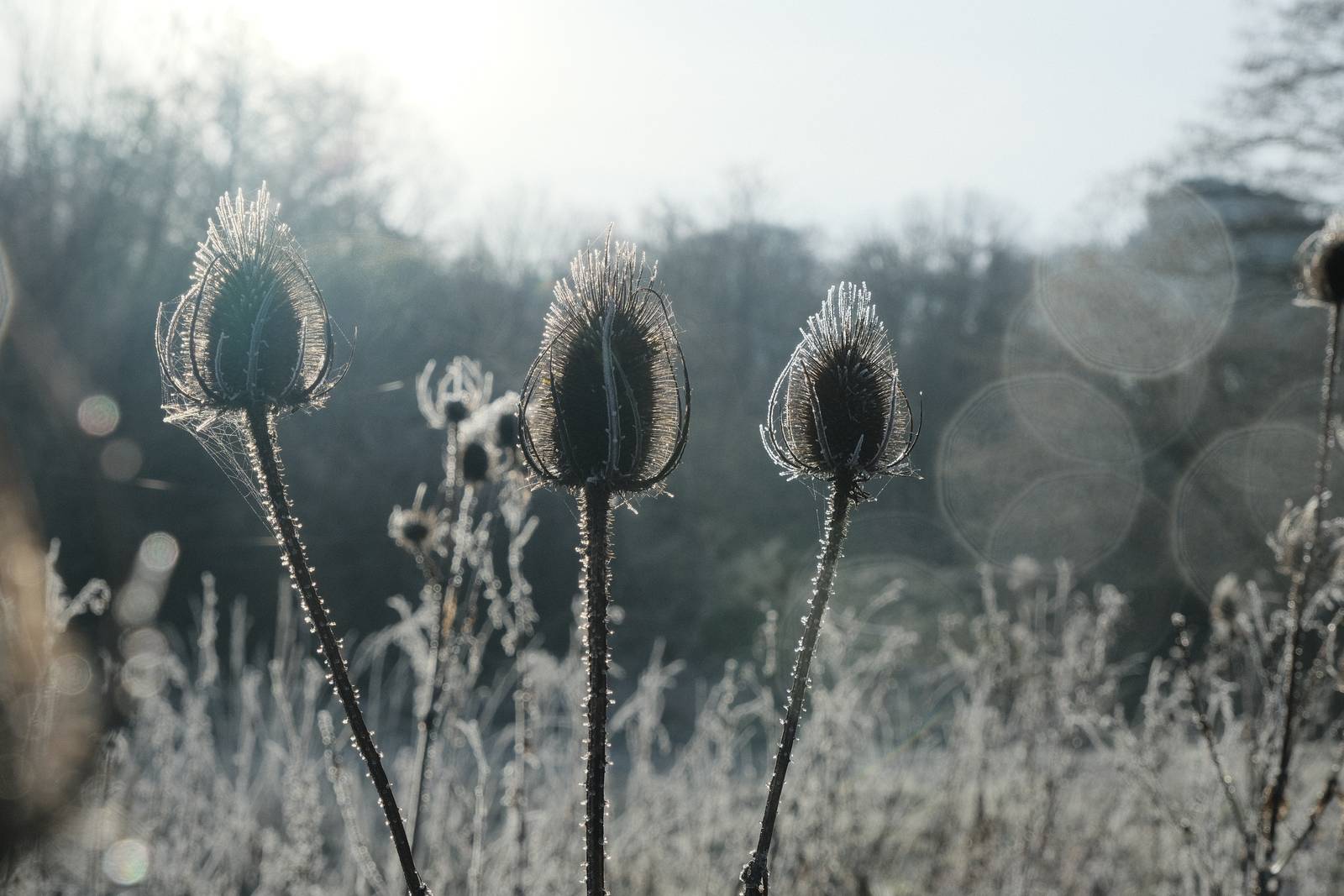 Winter Standard film recipe sample photo