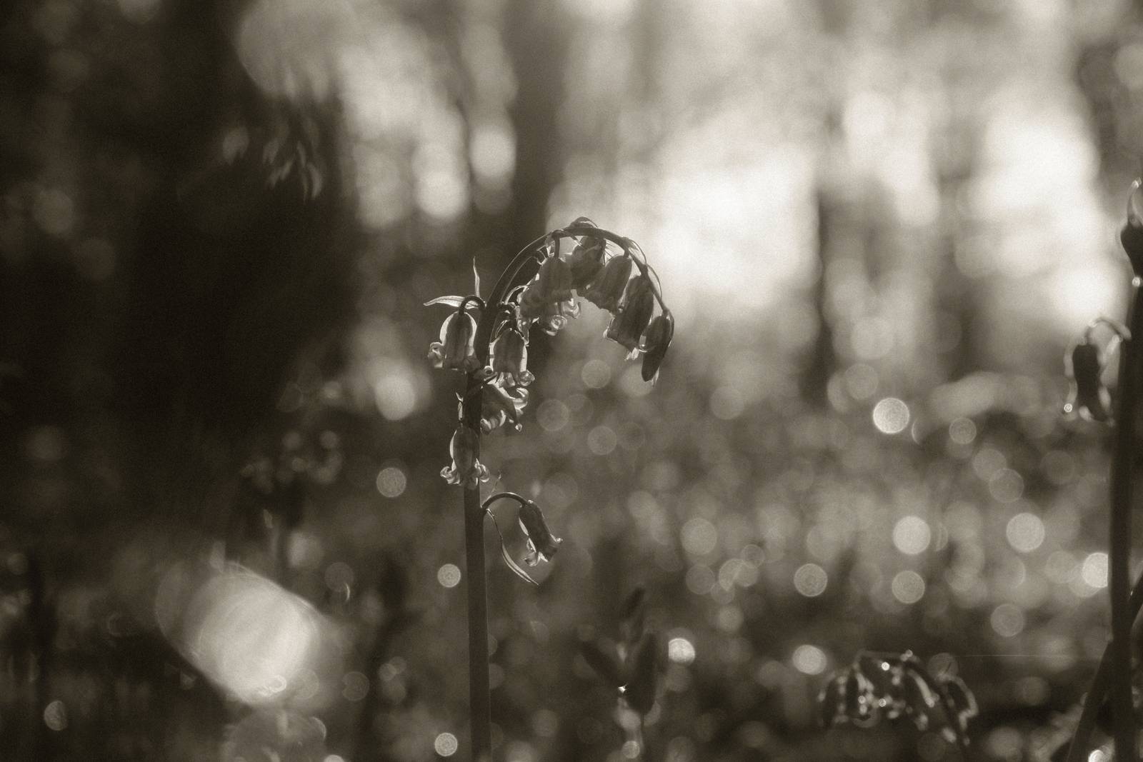 Silent Era film recipe sample photo