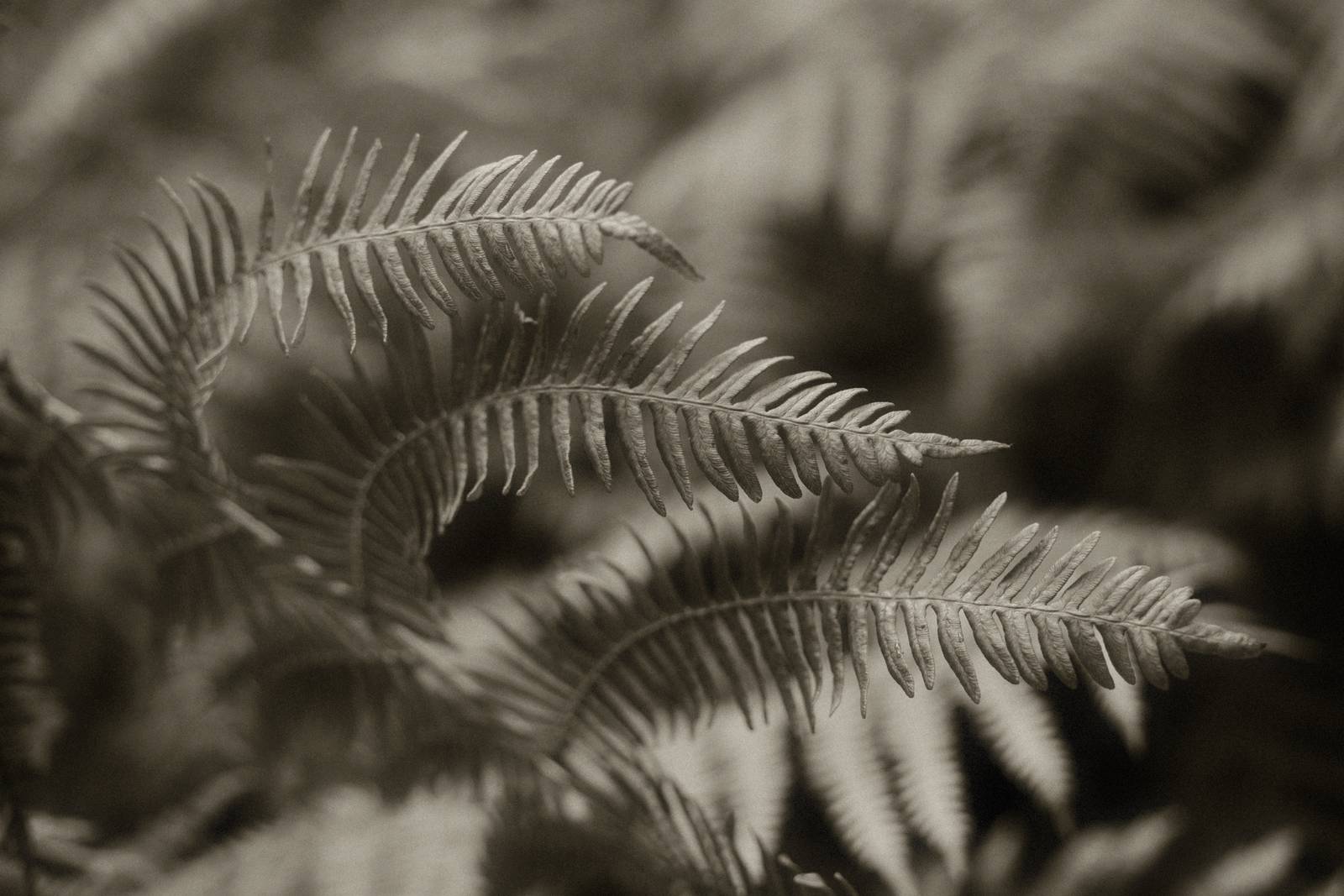 Silent Era film recipe sample photo