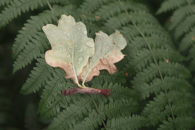 Retroscope, Film Recipe Time Machine – Film Recipes for Fujifilm Cameras