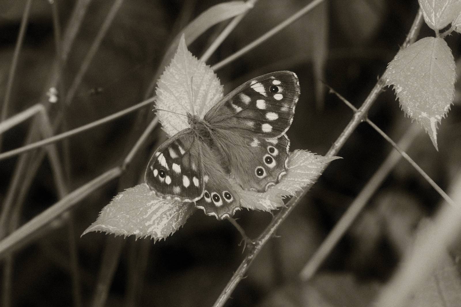 Silent Era film recipe sample photo