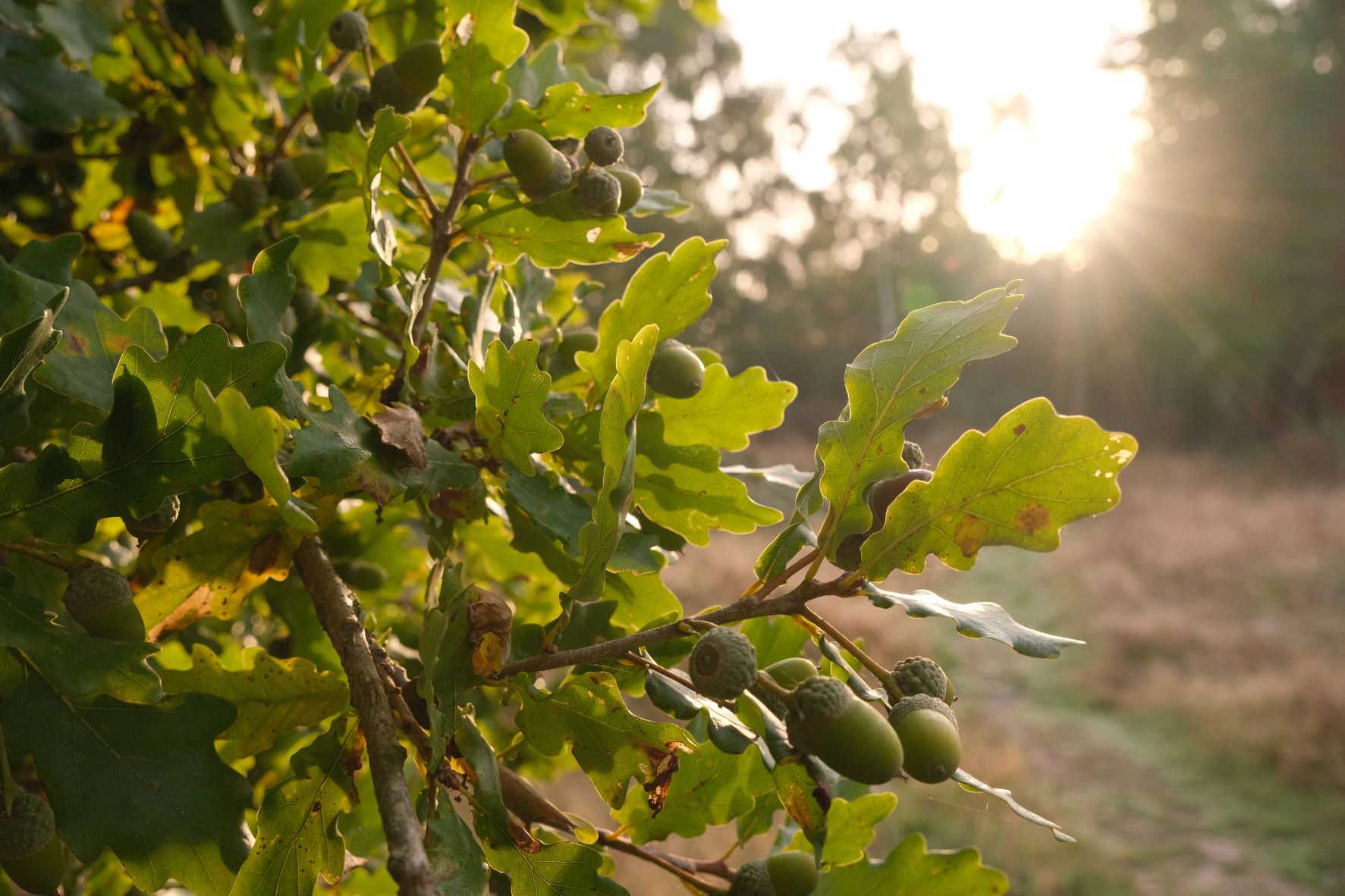 Heartland film recipe sample photo