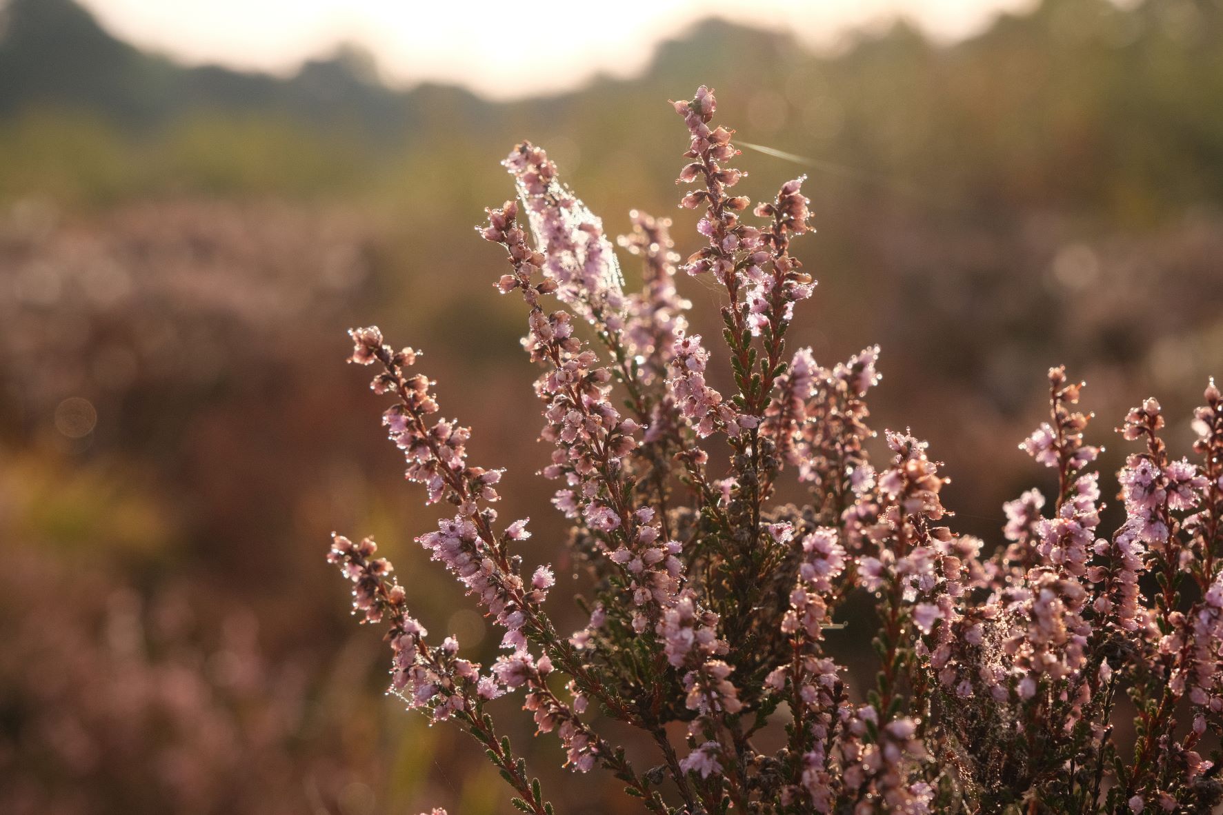 Heartland film recipe sample photo