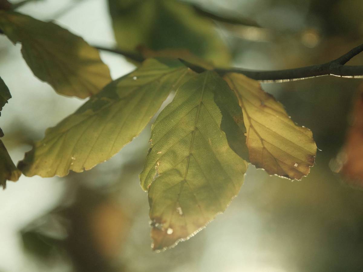 Expired 400, Photos from Old Film&nbsp;Rolls