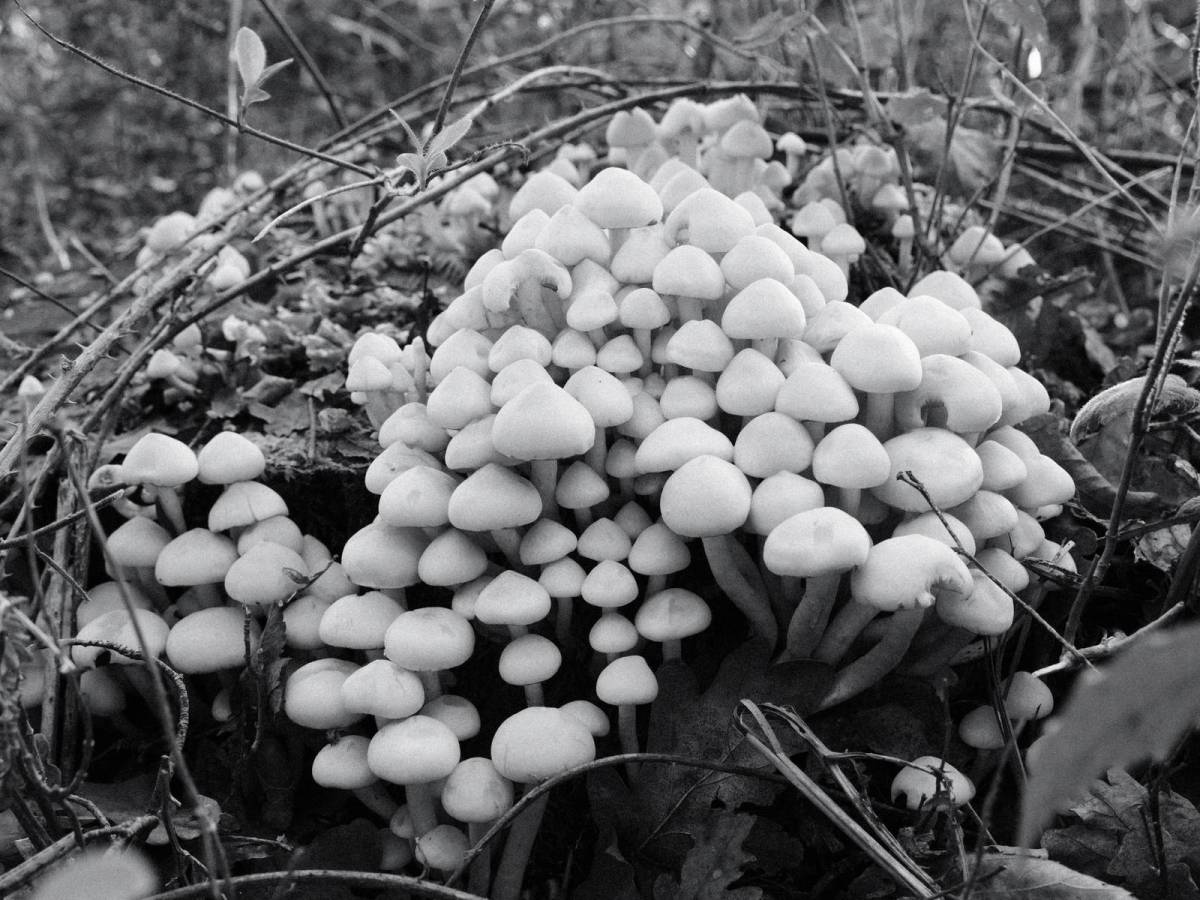 Agfa APX 400, Grainy Mono Film&nbsp;Recipe