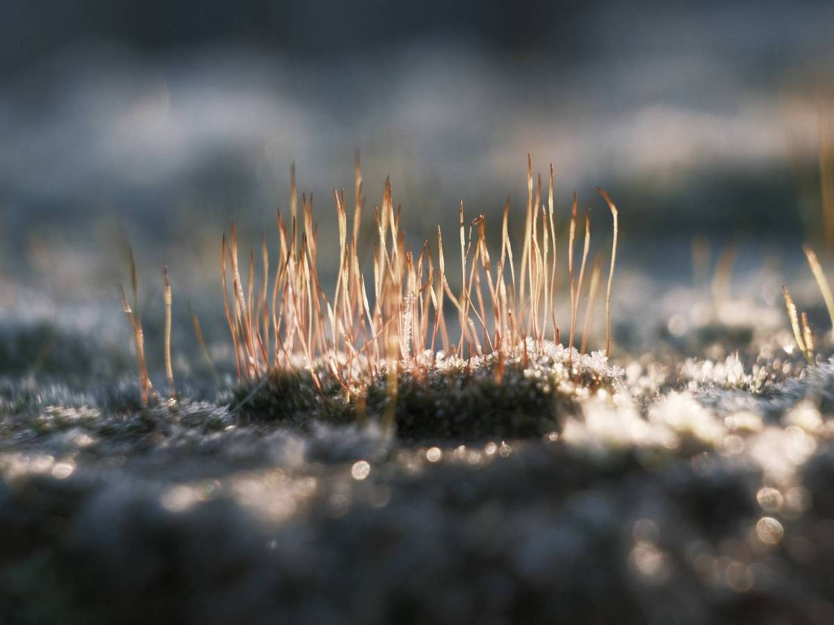 Collodion Negative, Inspired by Early&nbsp;Photography