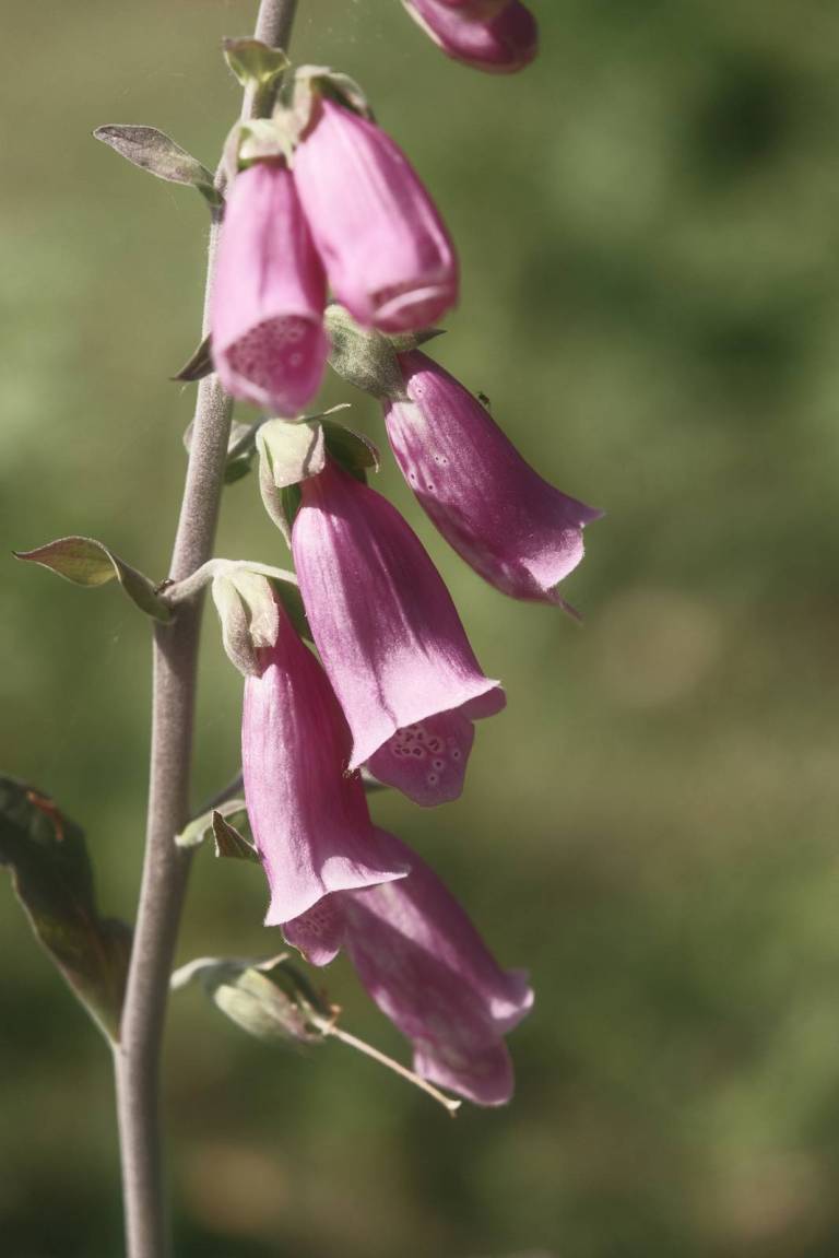 Collodion Color, Early Film Process – Film Recipes for Fujifilm Cameras