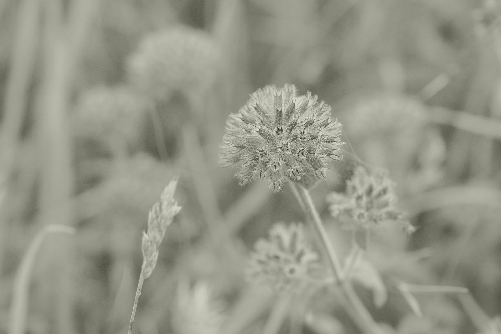 Liminal Mono film recipe sample photo