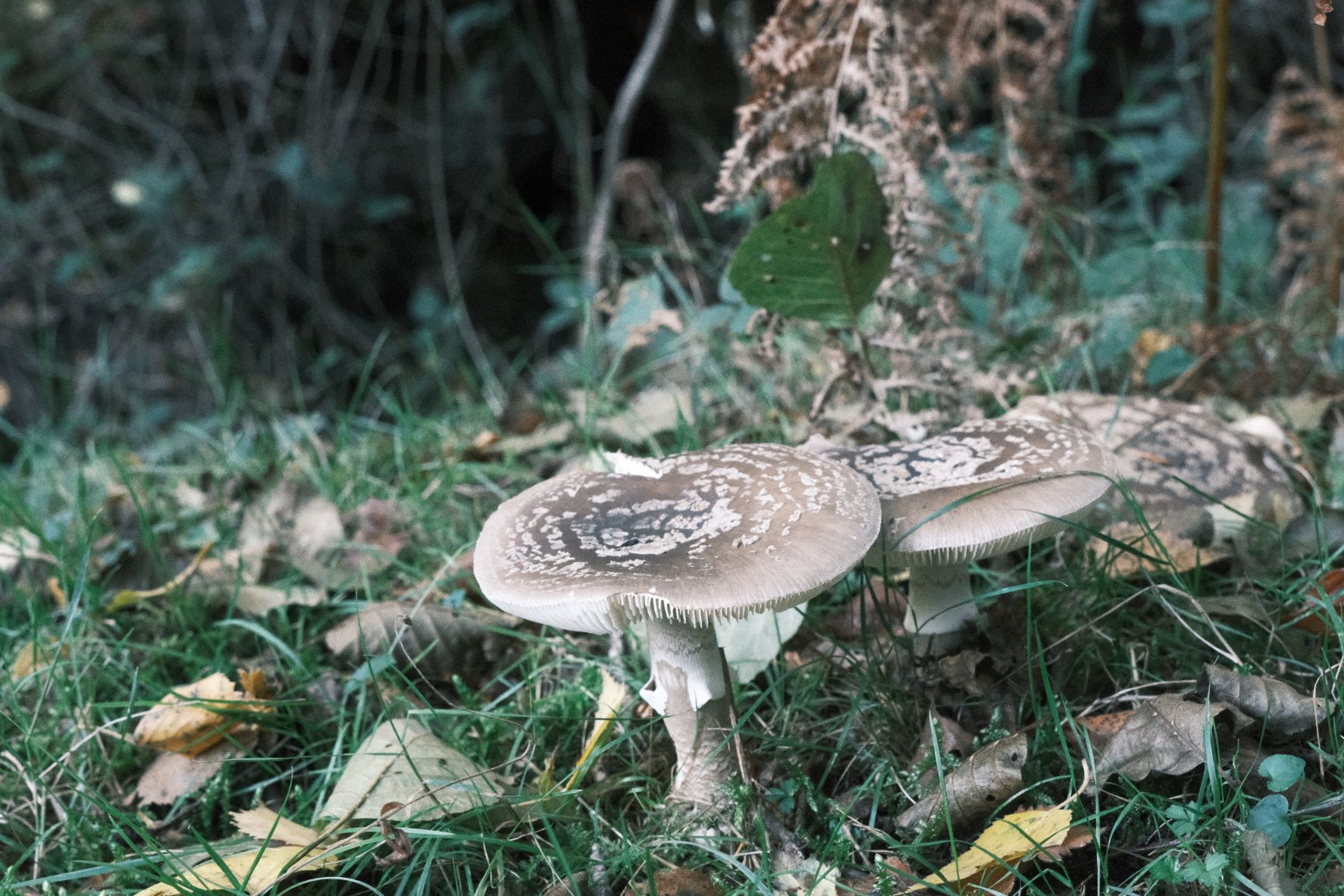 Fujicolor Superia film recipe sample photo