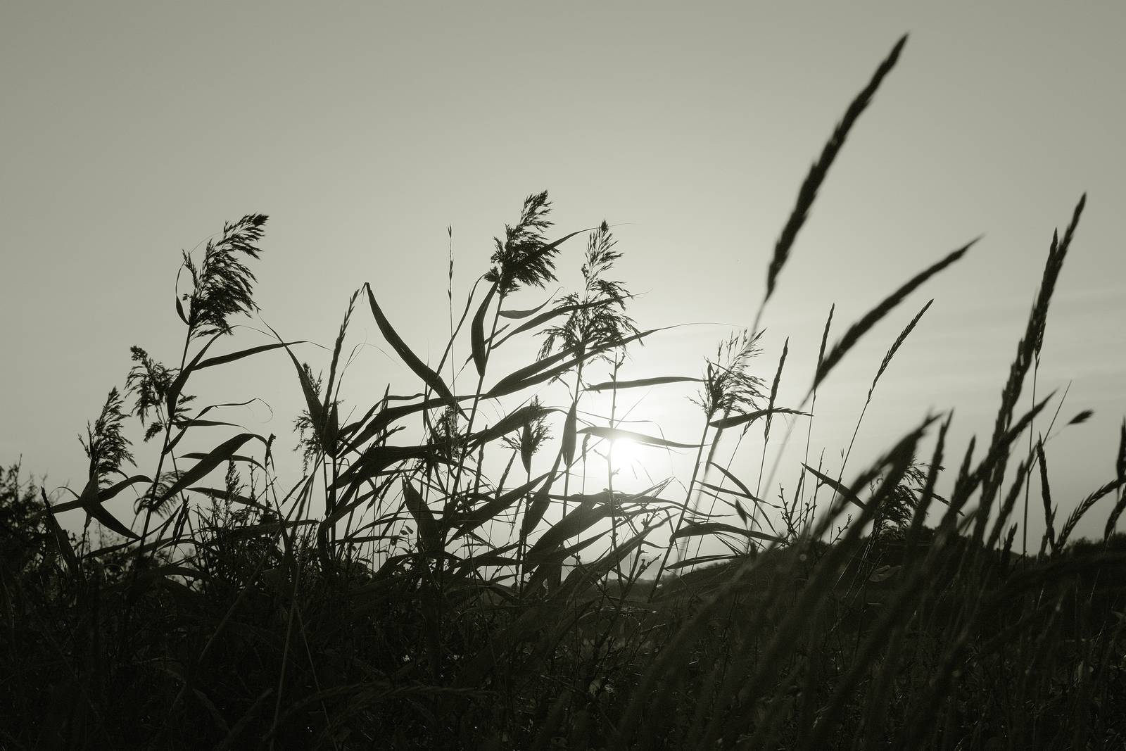 Liminal Mono film recipe sample photo