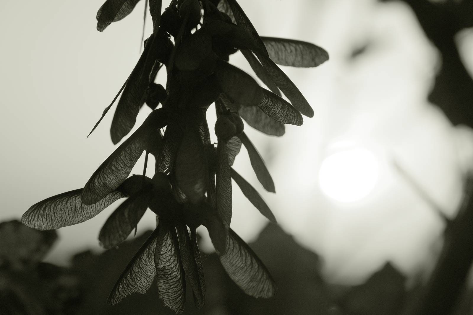 Liminal Mono film recipe sample photo