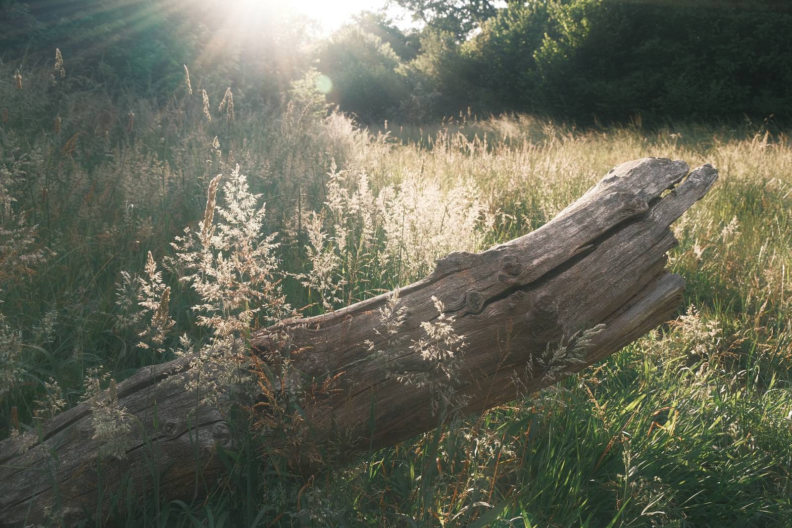 Collodion Negative film recipe sample photo