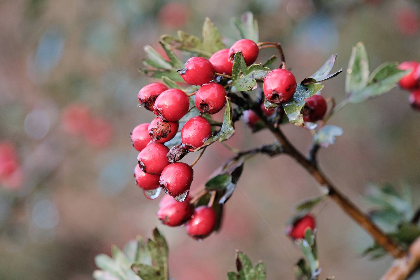 Kodachrome Daily film recipe sample photo