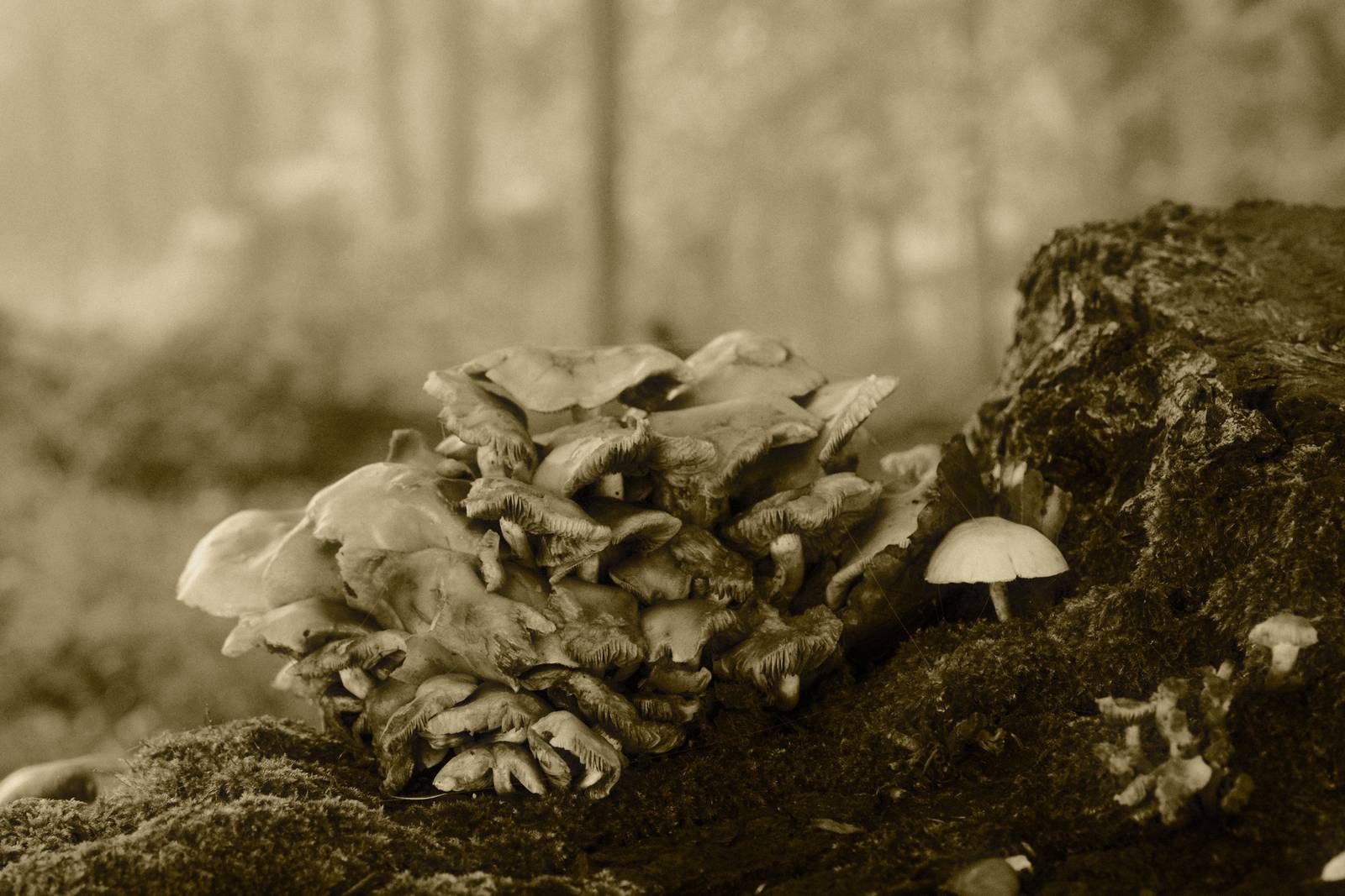 Gilt Trip film recipe sample photo