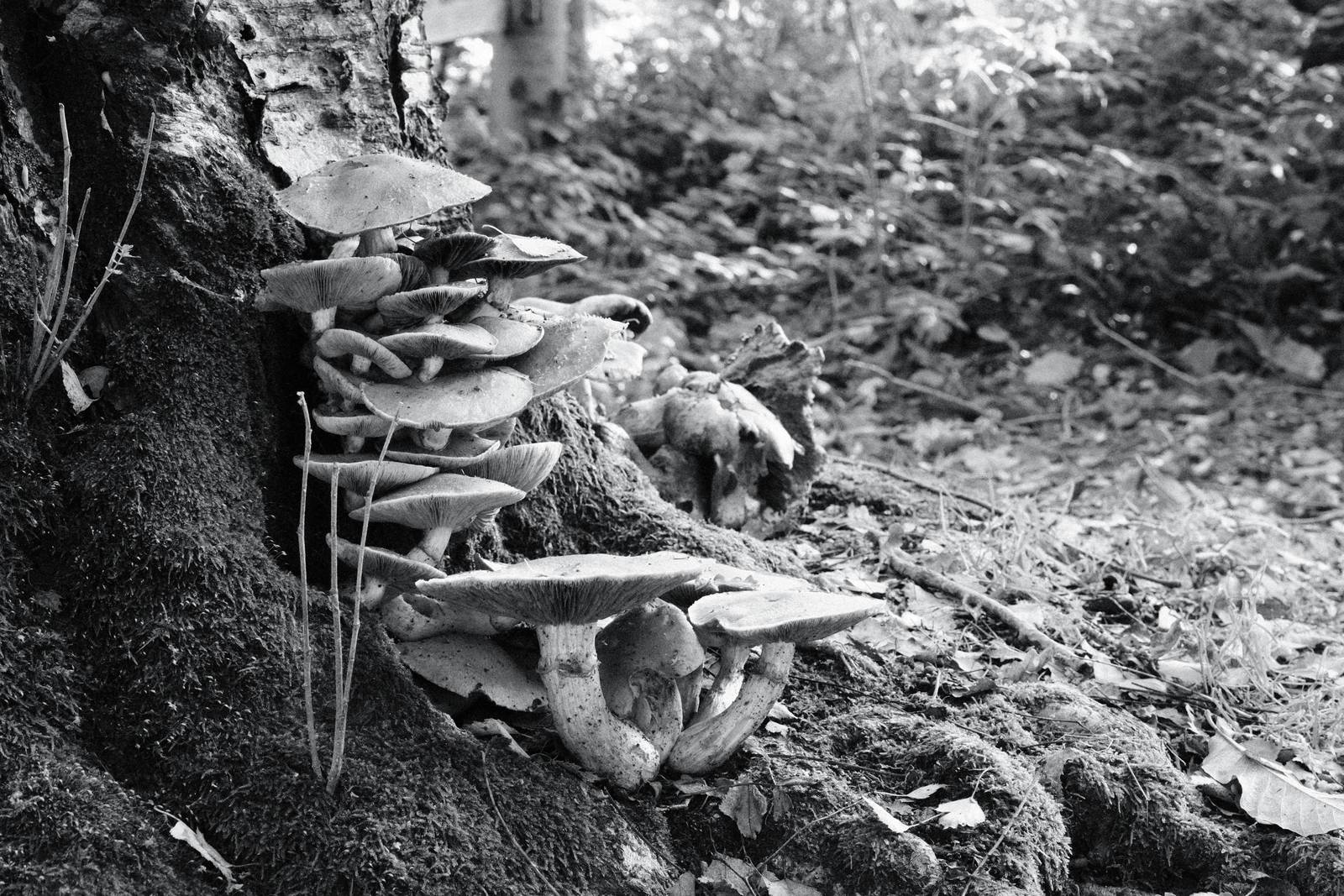 Agfa APX 400 film recipe sample photo