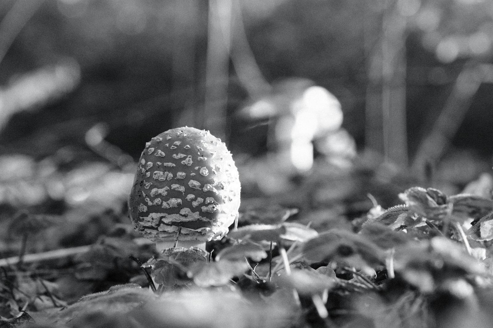 Agfa APX 400 film recipe sample photo