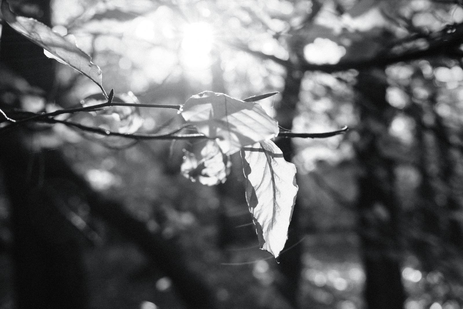 Agfa APX 400 film recipe sample photo