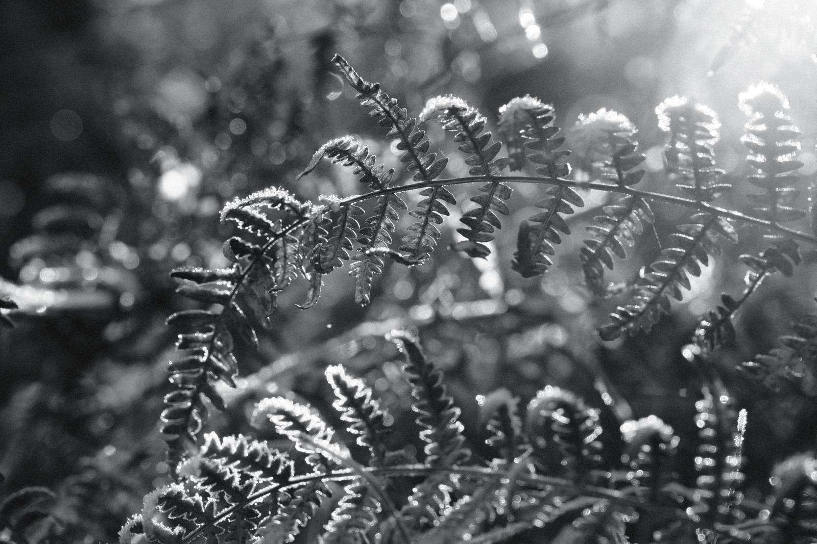 Agfa APX 400 film recipe sample photo