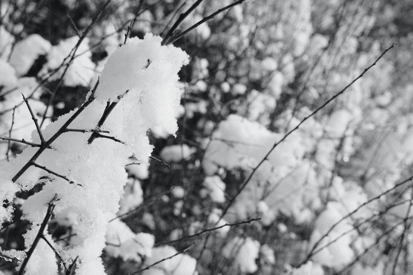 Agfa APX 400 film recipe sample photo